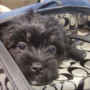 Meet your Posher, Becky